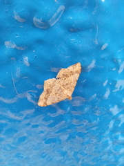 Psamatodes abydata