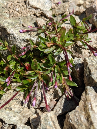 Pimpernel willowherb (Epilobium anagallidifolium)
