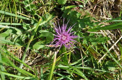 Cirsium acaule