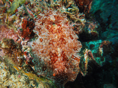 Carminodoris