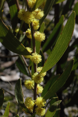 Acacia venulosa