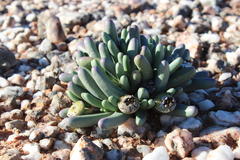 Argyroderma fissum
