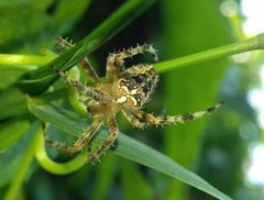 Araneus diadematus