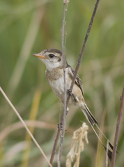 Alectrurus risora
