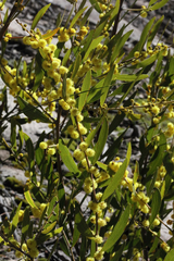 Acacia venulosa
