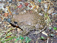 Bufotes viridis viridis