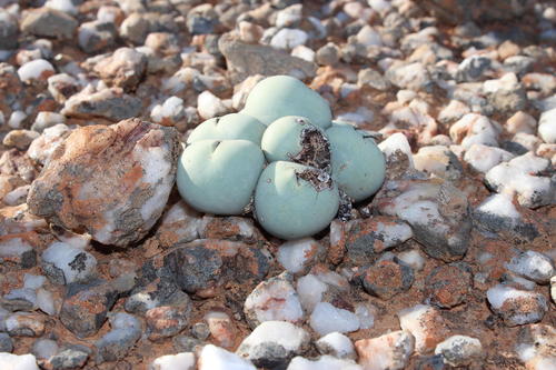 Conophytum calculus