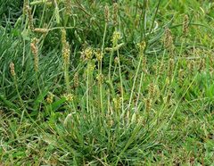 Plantago maritima serpentina