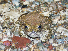 Bufotes viridis viridis