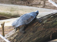 Graptemys pseudogeographica