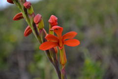 Chasmanthe aethiopica