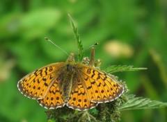 Boloria titania