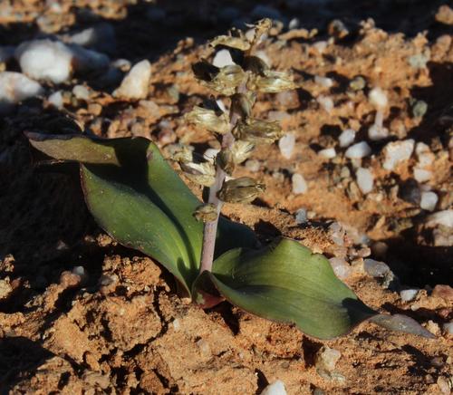 Lachenalia undulata