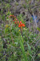 Chasmanthe aethiopica