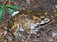 Bufotes viridis viridis