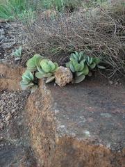 Crassula swaziensis