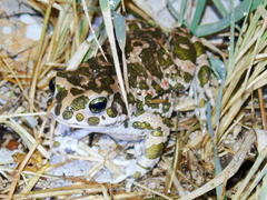 Bufotes viridis viridis