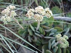 Crassula swaziensis