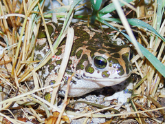 Bufotes viridis viridis