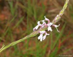 Striga bilabiata bilabiata