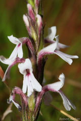 Striga bilabiata bilabiata