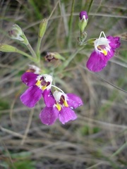 Craterostigma wilmsii