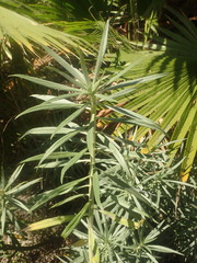 Echium candicans