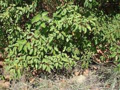 Croton gratissimus gratissimus