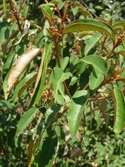 Croton gratissimus gratissimus