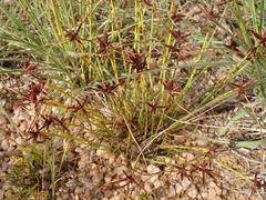 Cyperus rupestris