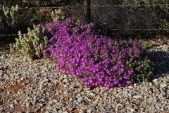 Drosanthemum oculatum