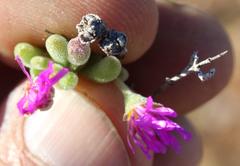 Drosanthemum oculatum