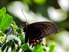 Parides photinus