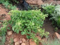 Cyphostemma lanigerum