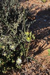 Albuca glandulosa