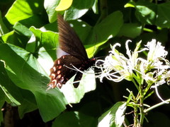 Parides photinus