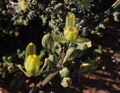 Albuca glandulosa