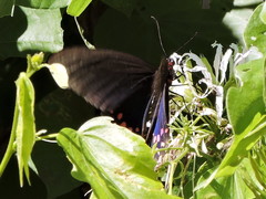Parides photinus