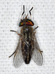 Tabanus lineola