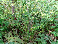 Ilex pernyi