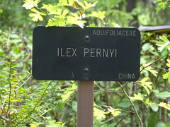 Ilex pernyi