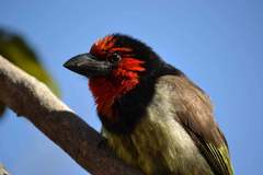 Lybius torquatus torquatus