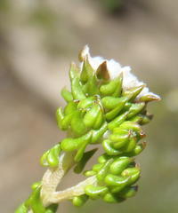 Phylica debilis debilis