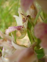 Brachycorythis conica transvaalensis