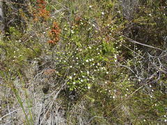 Phylica debilis debilis