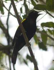 Cacicus chrysopterus