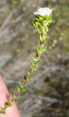 Phylica debilis debilis