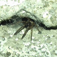 Segestriidae