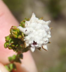 Phylica debilis debilis