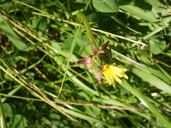 Taraxacum officinale